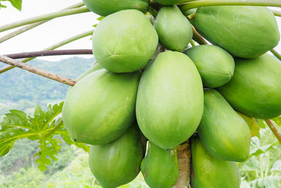 Close-up of oranges growing on tree