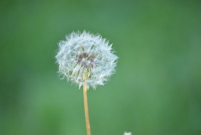 Close-up of dandelion