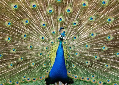 Close-up of peacock