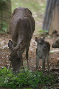 Deer and fawns on field