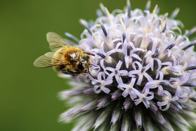 Close-up of bee pollinating on flower