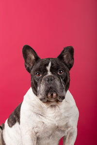 Portrait of a french bulldog on red background looking at camera