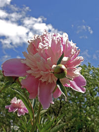 Close-up of pink flowering plant