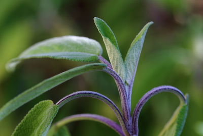 Close-up of sage leaves