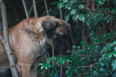 Close-up of a dog looking away