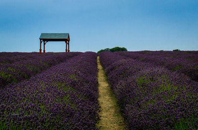 Scenic view of field against clear sky