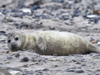 Newborn grey seal lying on sand
