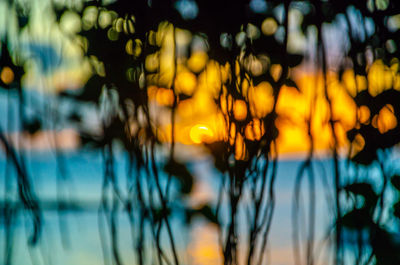 Close-up of plants against blurred background