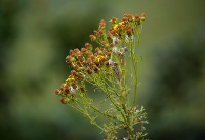 Close-up of flowers against blurred background