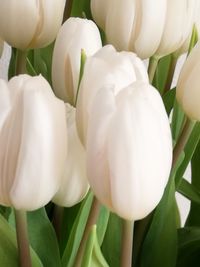 Close-up of flowers blooming outdoors