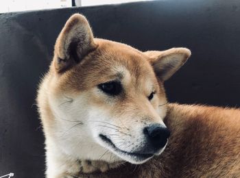 Close-up of a dog looking away