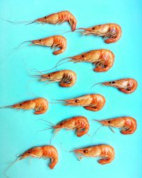 High angle view of prawns arranged on blue background