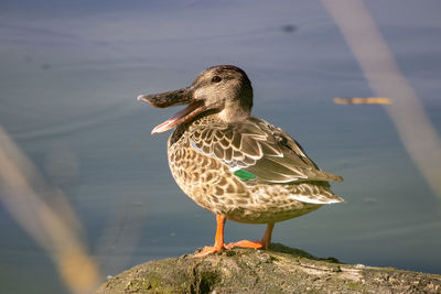 Close-up of bird perching on rock