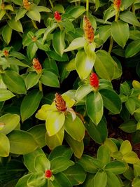 Close-up of flowering plant