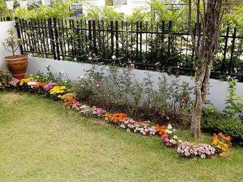 Close-up of plants against trees