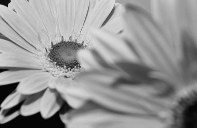 Close-up of flower