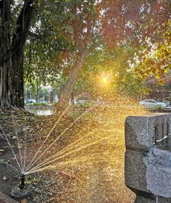 Trees by plants in park