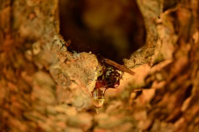 Macro shot of resin on tree