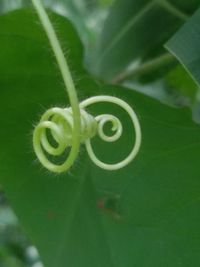 Close-up of green plant