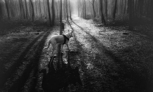 Rear view of dog walking on street in forest