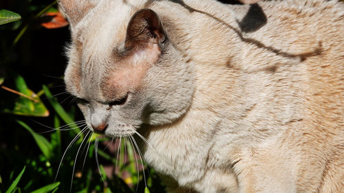 Close-up of cat with eyes closed