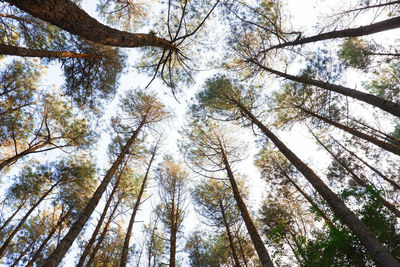 Low angle view of bamboo trees