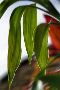 Close-up of plant