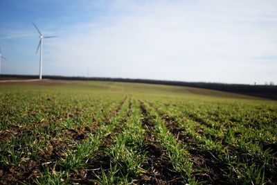 Close-up of agricultural field against sky