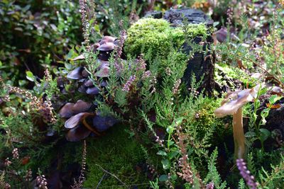 Close-up of moss growing on field