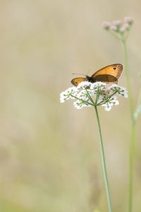 insect