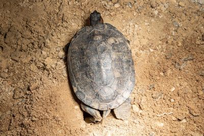 High angle view of turtle on sand 