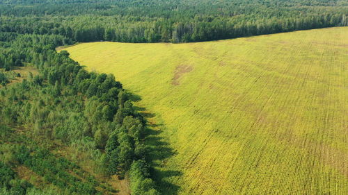 Scenic view of agricultural field