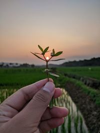 Midsection of person holding plant at field against sky during sunset