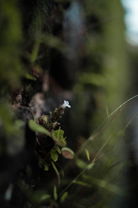 Close-up of small plant with white flowers on field