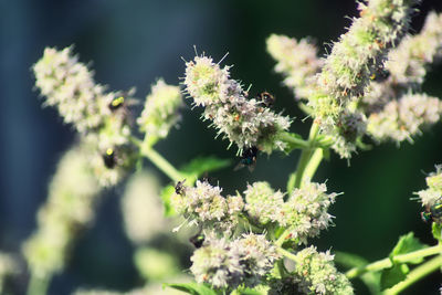 Close-up of flowering plant