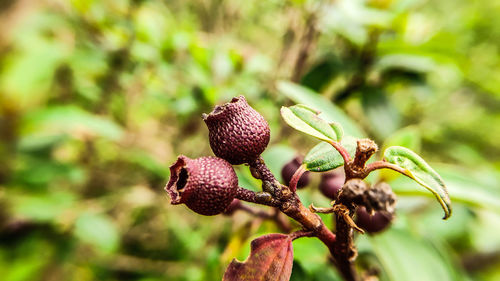 Close-up of fresh fruits on tree