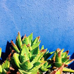 Close-up of plants