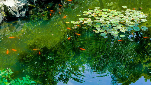 Close-up of koi carps swimming in pond
