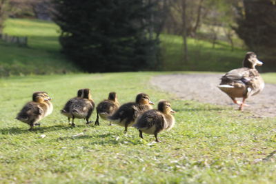 Ducks on a field