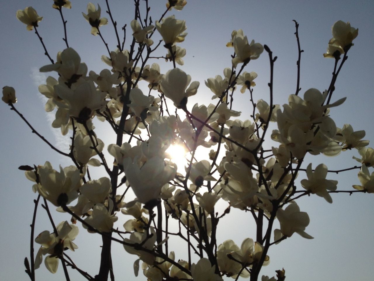 flower, branch, low angle view, freshness, growth, tree, beauty in nature, nature, fragility, white color, blossom, sunlight, sun, sky, in bloom, twig, petal, day, blooming, close-up