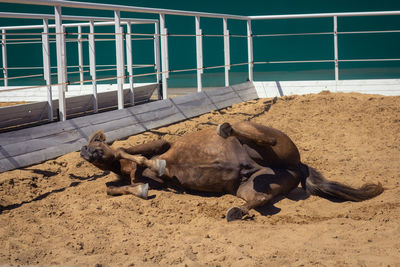 Happy horse lying in the sand in the paddock - resting after work. 
