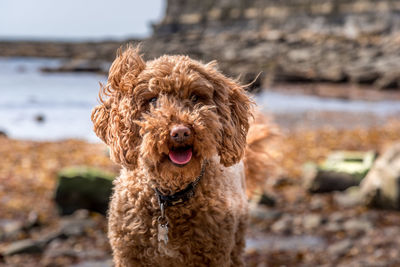 Portrait of dog on land