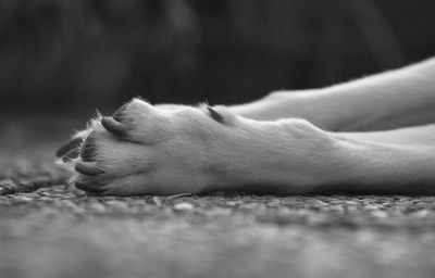 Cropped image of dog on street