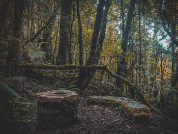 Trees in forest