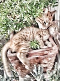 Cat lying on bed