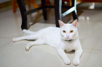 Close-up portrait of a cat