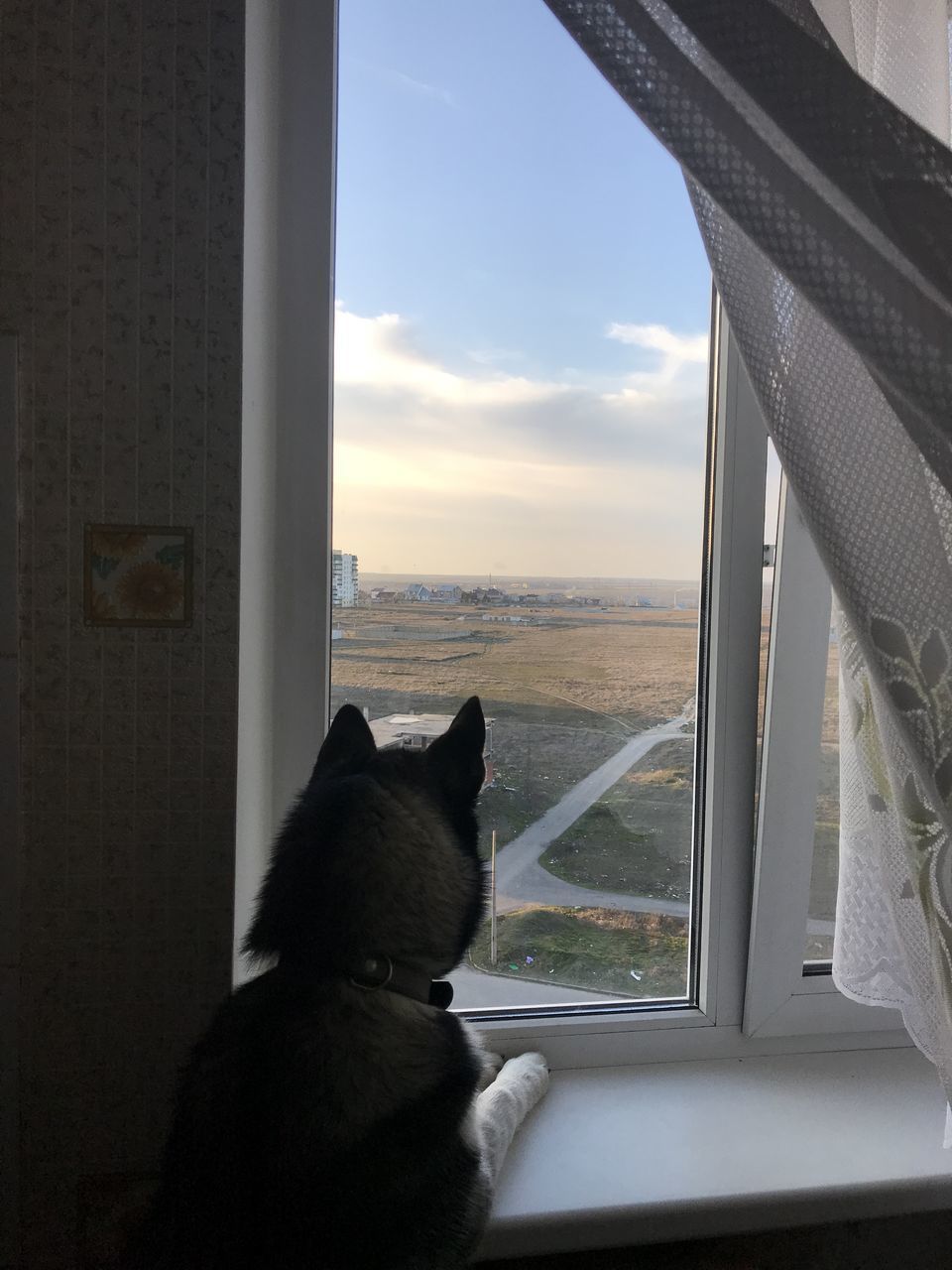 CAT LOOKING THROUGH WINDOW AT HOME