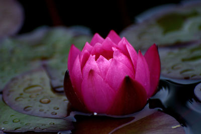 Close-up of pink water lily