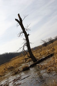 Bare tree on field against sky