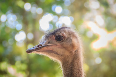 Close-up of a bird looking away